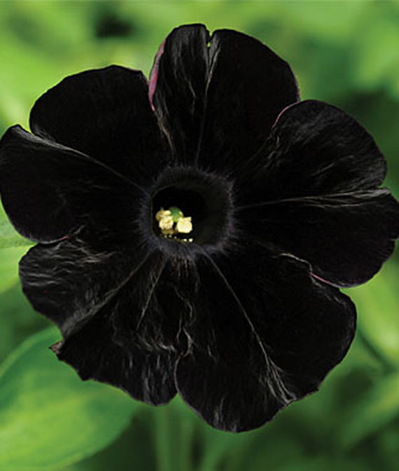 Petunia, Black Cat